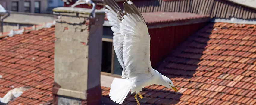 Residential Chimney Animal Removal Solution in Paragould, AR