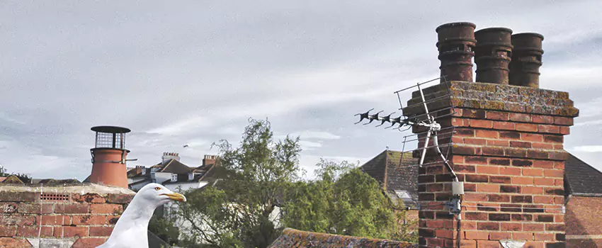 Chimney Cleaning And Restoration in Paragould, Arkansas